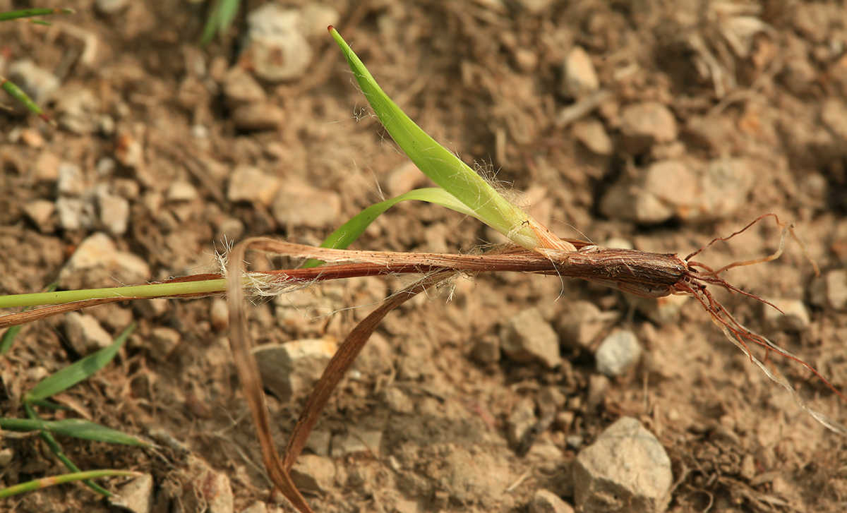 Image of Luzula capitata specimen.