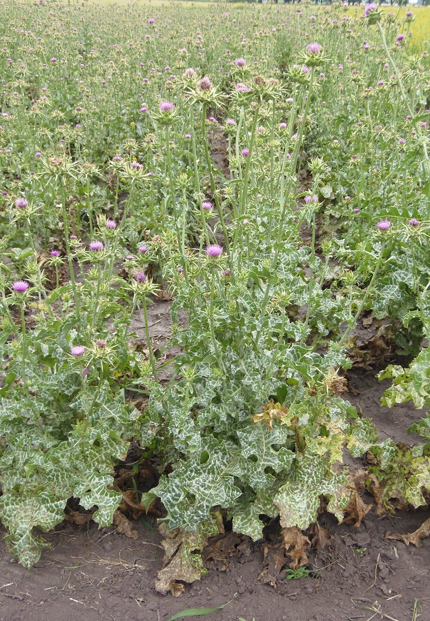 Image of Silybum marianum specimen.