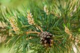 Pinus sylvestris