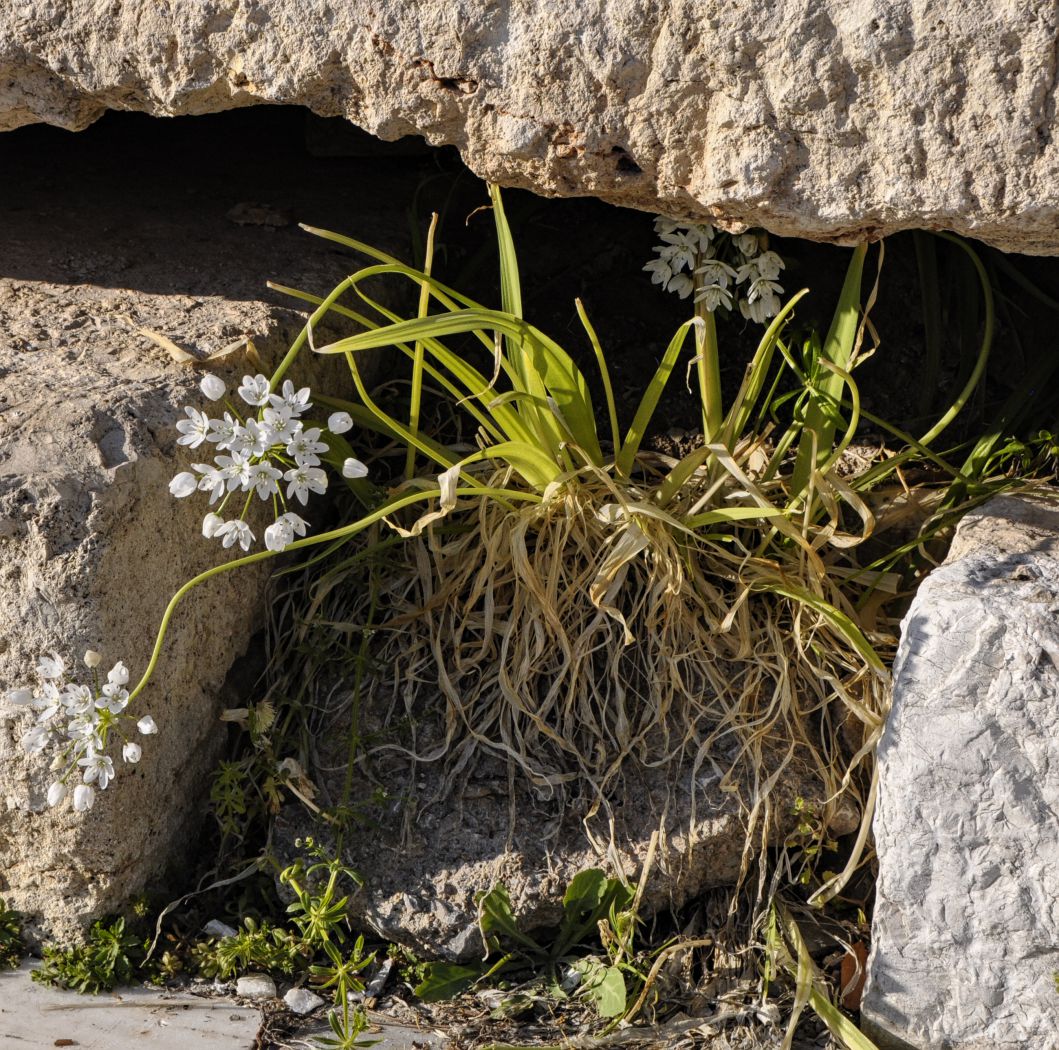 Image of Allium neapolitanum specimen.