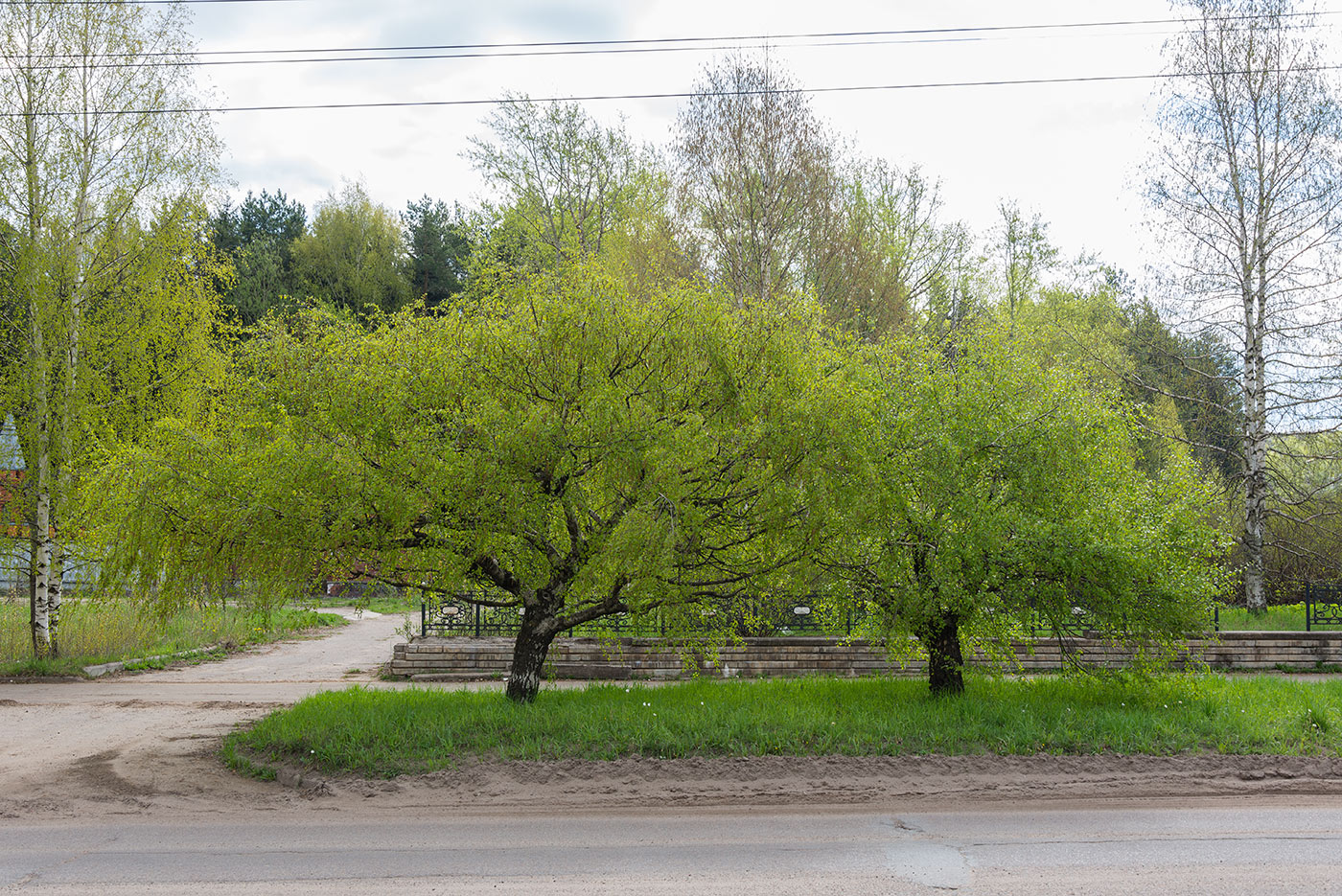 Image of Betula pendula var. carelica specimen.