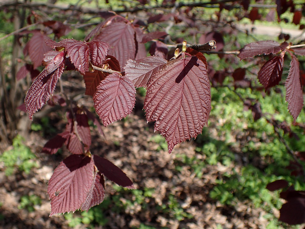 Image of Corylus avellana specimen.