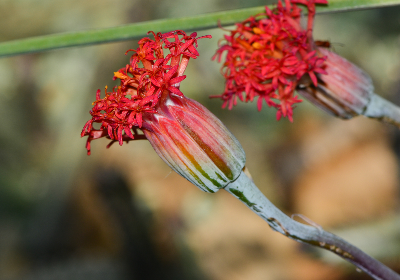 Image of Kleinia stapeliiformis specimen.