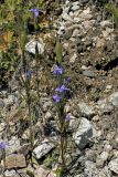 Gentianopsis barbata. Цветущее растение. Тянь-Шань, хр. Илейский (Заилийский) Алатау, Большое Алмаатинское ущ., 2800 м н.у.м. 29.07.2008.