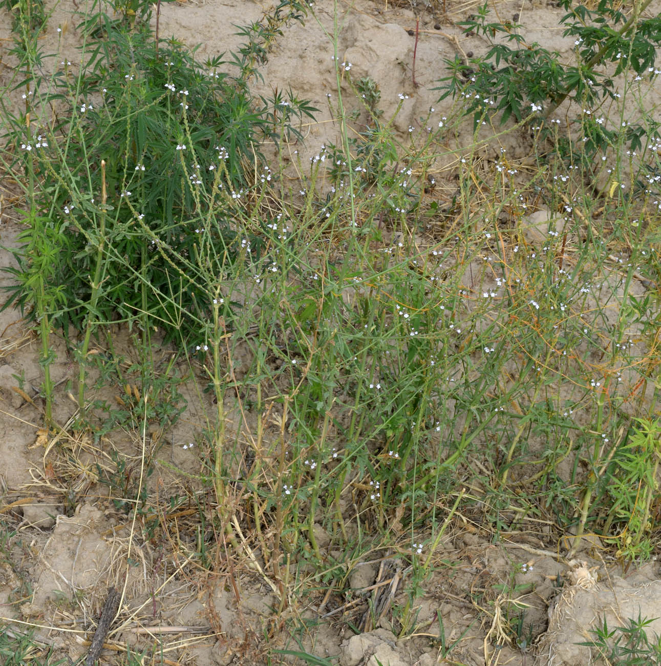 Image of Verbena officinalis specimen.