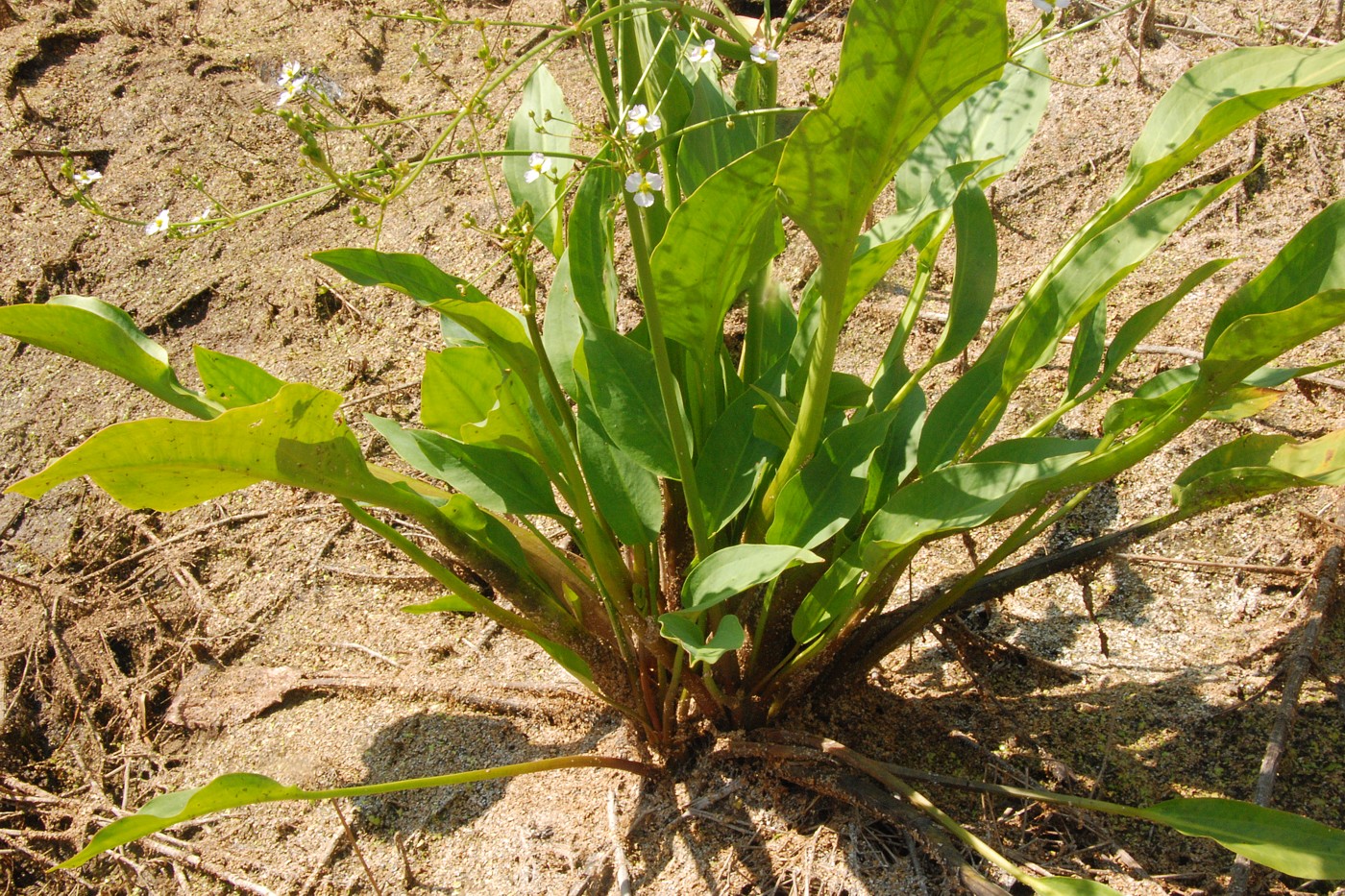 Image of Alisma plantago-aquatica specimen.