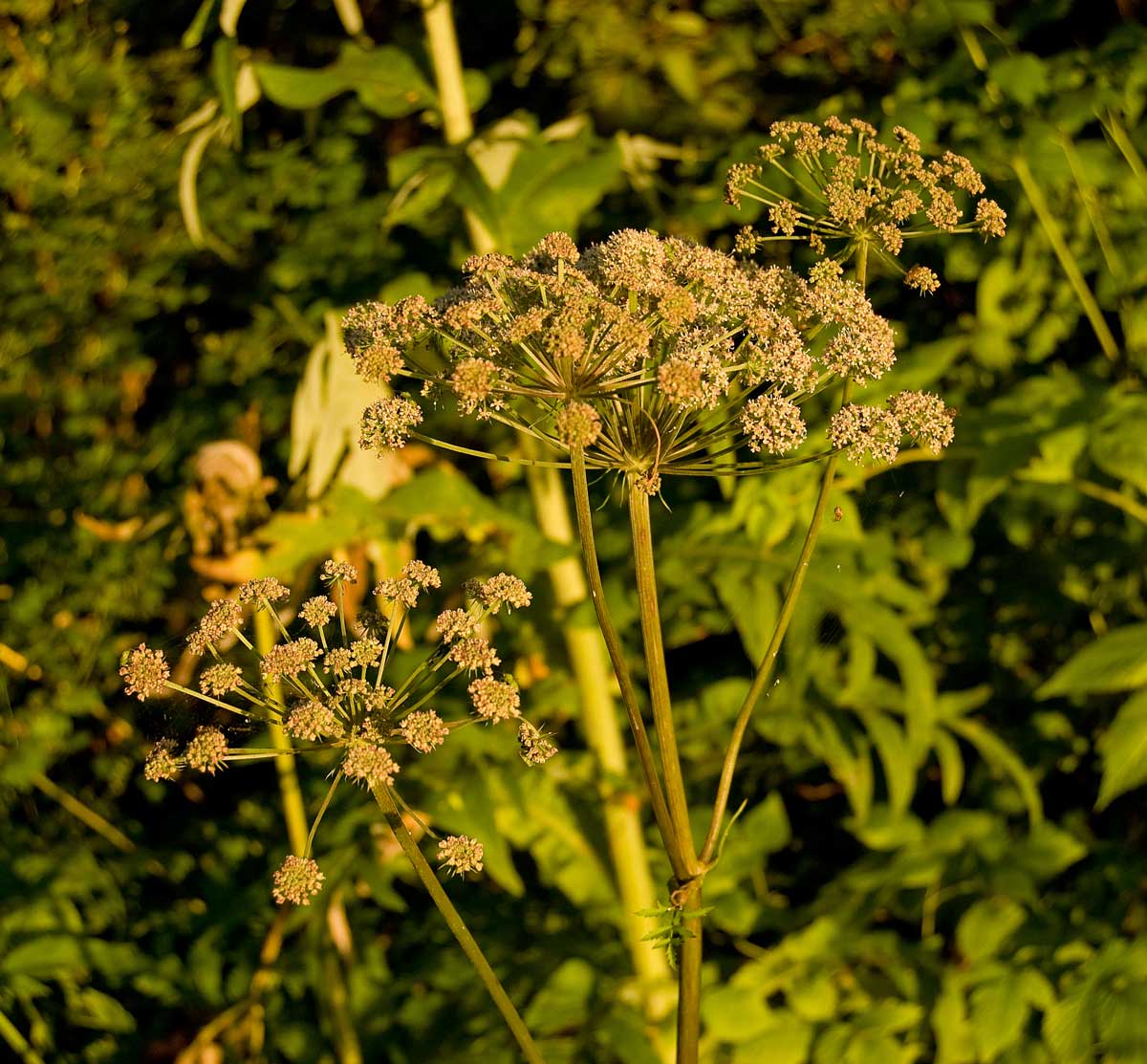 Изображение особи Angelica sylvestris.