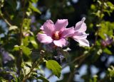 Hibiscus syriacus. Верхушка побега с цветками. Узбекистан, Самарканд, в культуре. 07.08.2017.