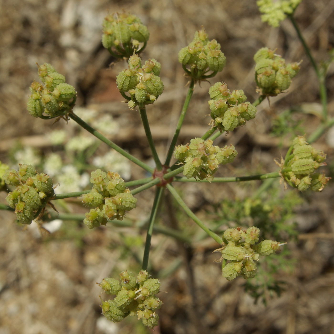 Изображение особи Astrodaucus littoralis.