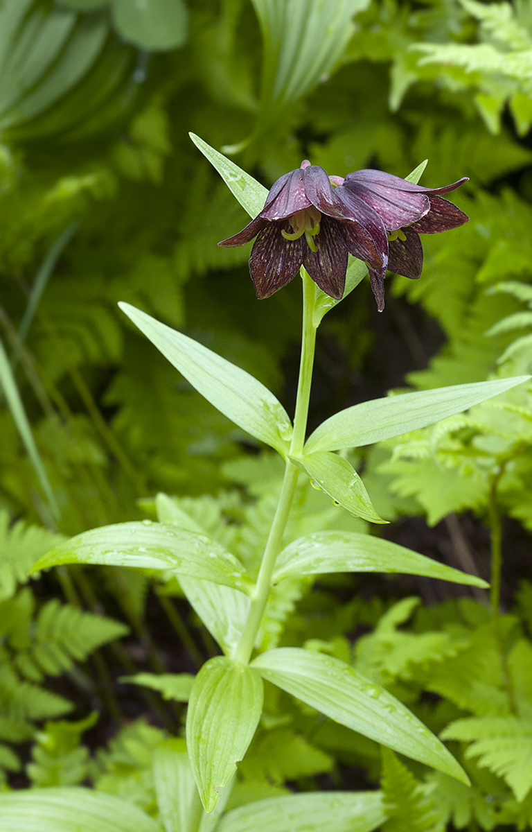 Image of Fritillaria camschatcensis specimen.