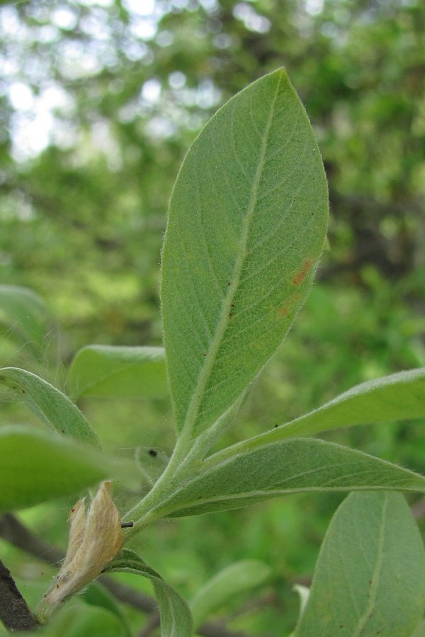 Image of Salix cinerea specimen.