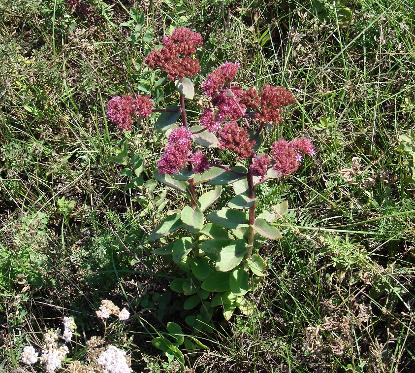 Image of Hylotelephium triphyllum specimen.