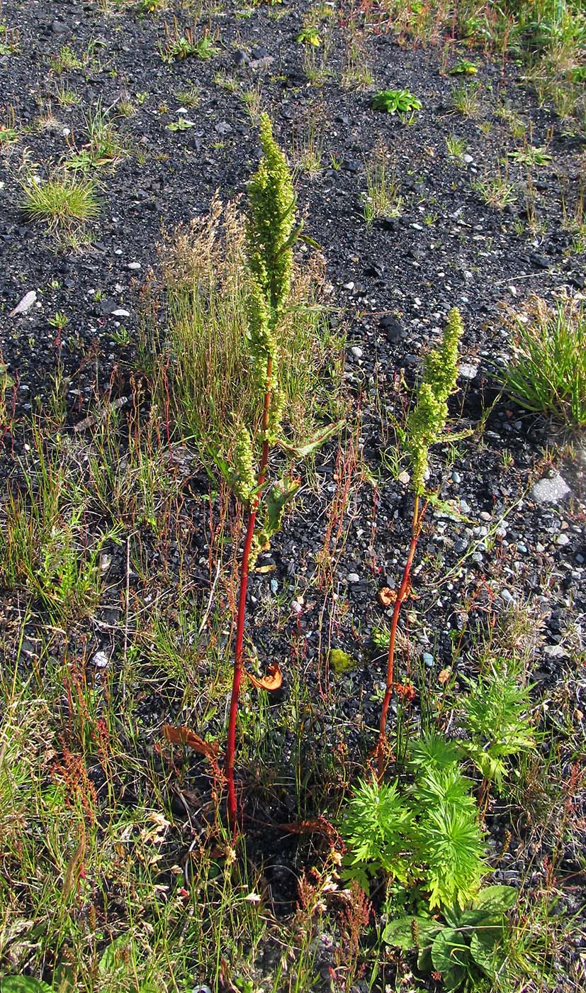 Изображение особи Rumex longifolius.