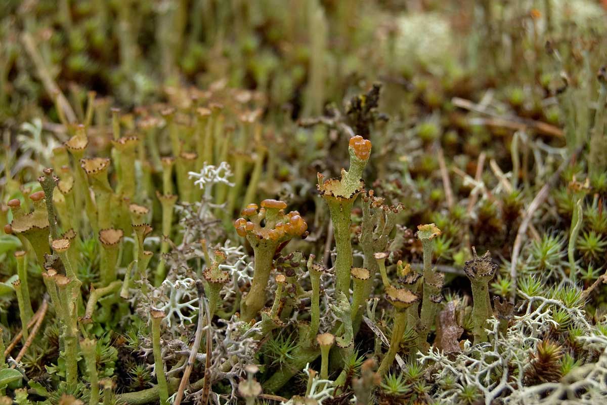 Изображение особи Cladonia gracilis.