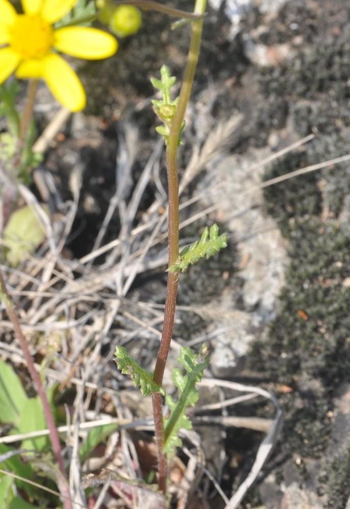 Image of Senecio vernalis specimen.