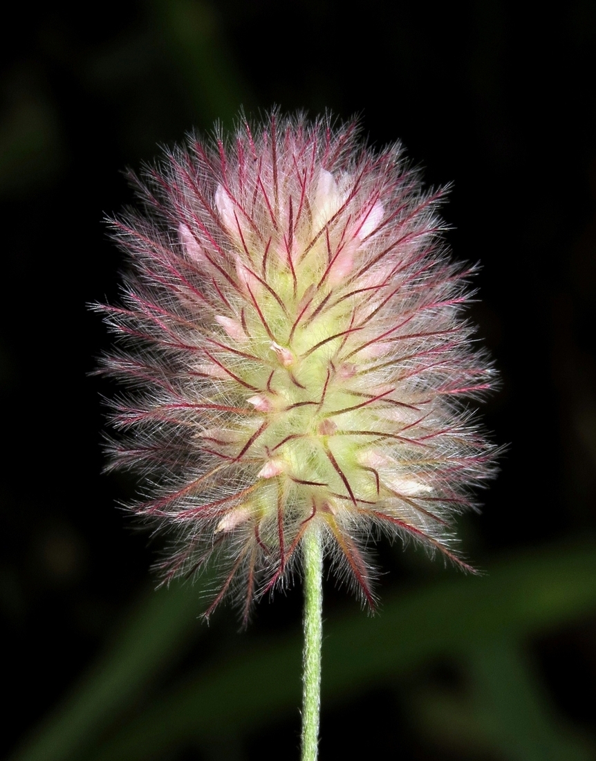 Изображение особи Trifolium arvense.