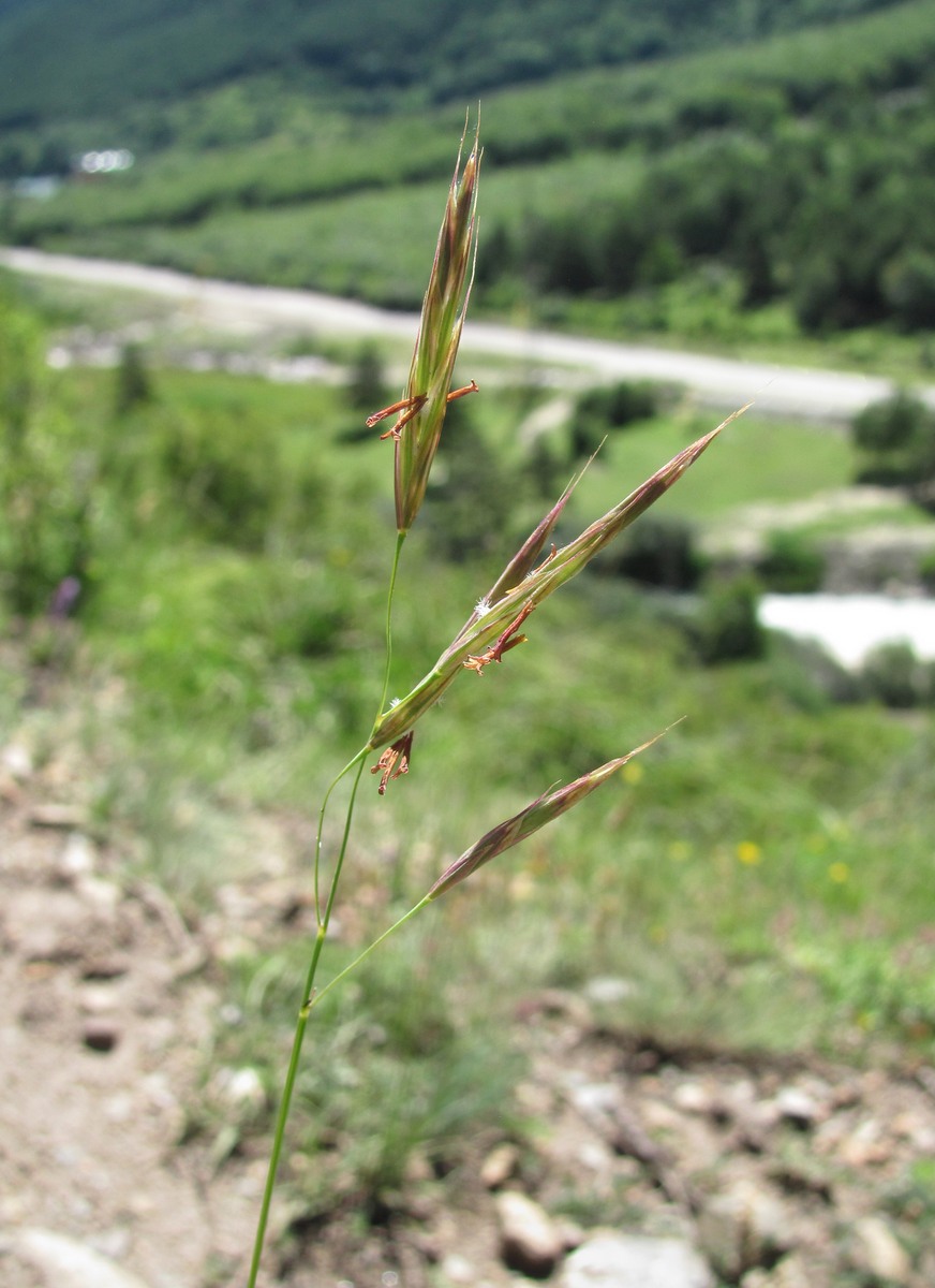 Image of Bromopsis variegata specimen.