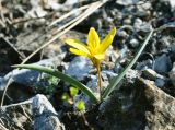 Tulipa uniflora