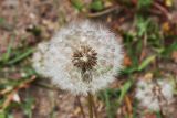 genus Taraxacum