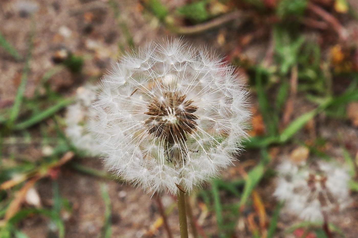 Image of genus Taraxacum specimen.