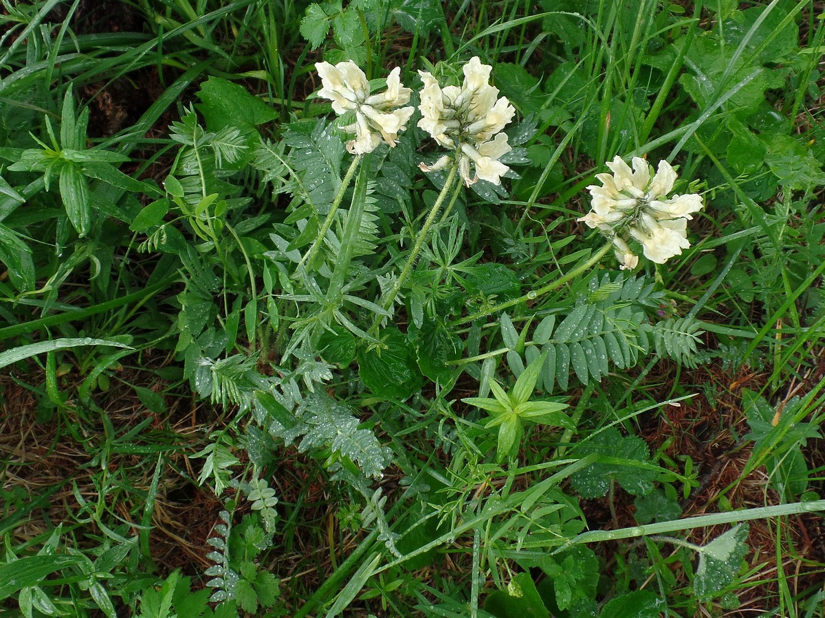 Изображение особи Oxytropis sulphurea.