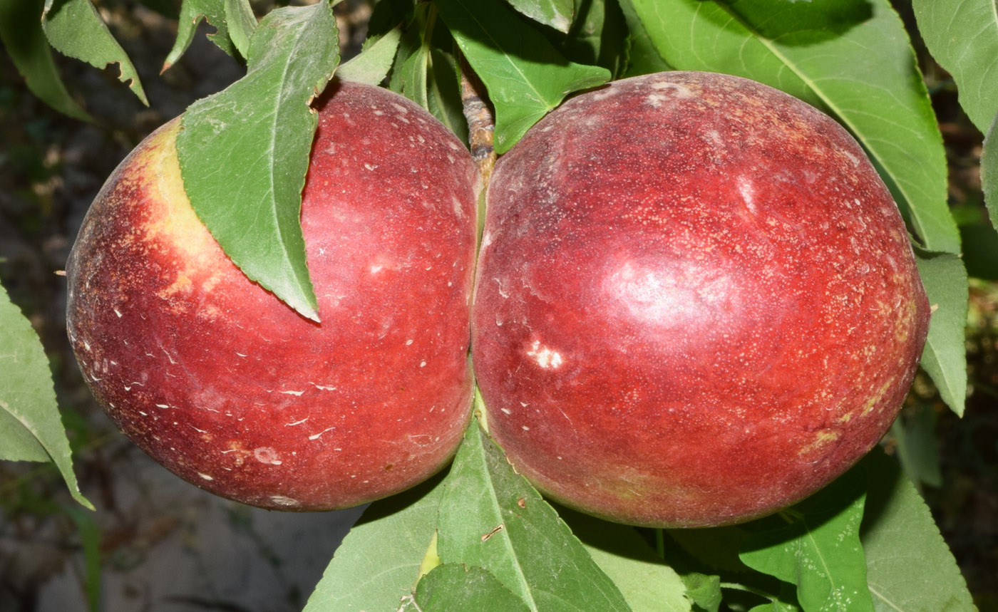 Image of Persica vulgaris var. nectarina specimen.