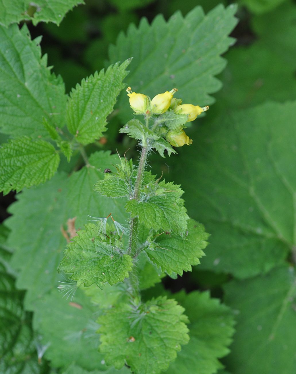 Изображение особи Scrophularia chrysantha.