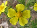 Potentilla recta. Цветок. Крым, предгорья, окр. с. Терновка. 3 июня 2010 г.