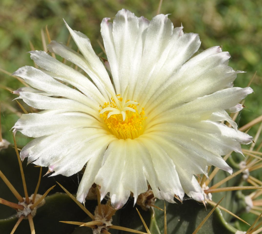 Image of Astrophytum ornatum specimen.