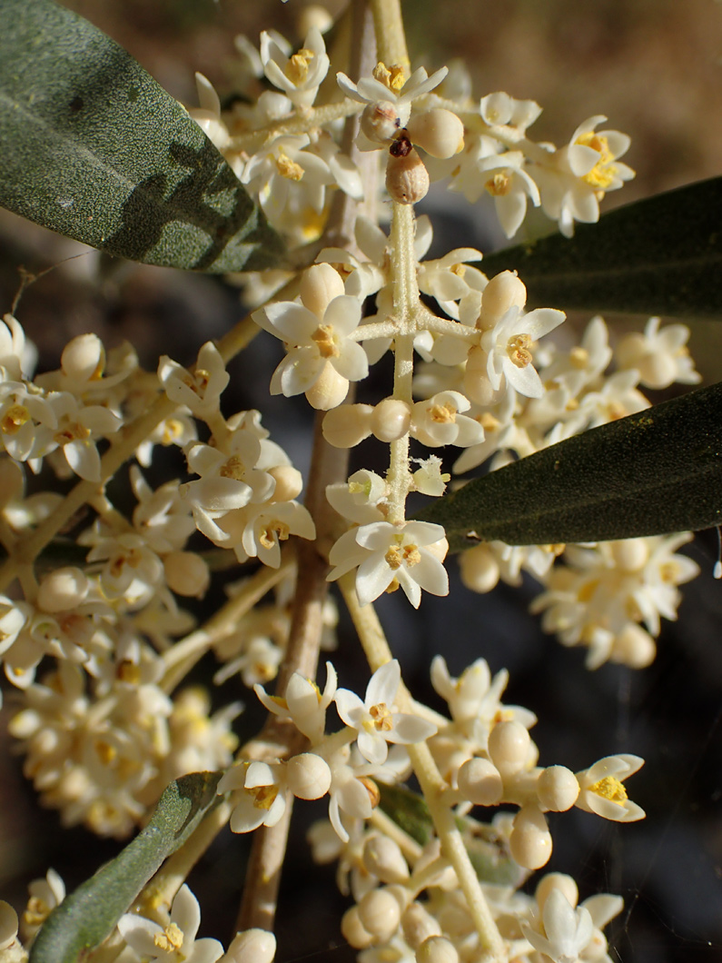 Image of Olea europaea specimen.