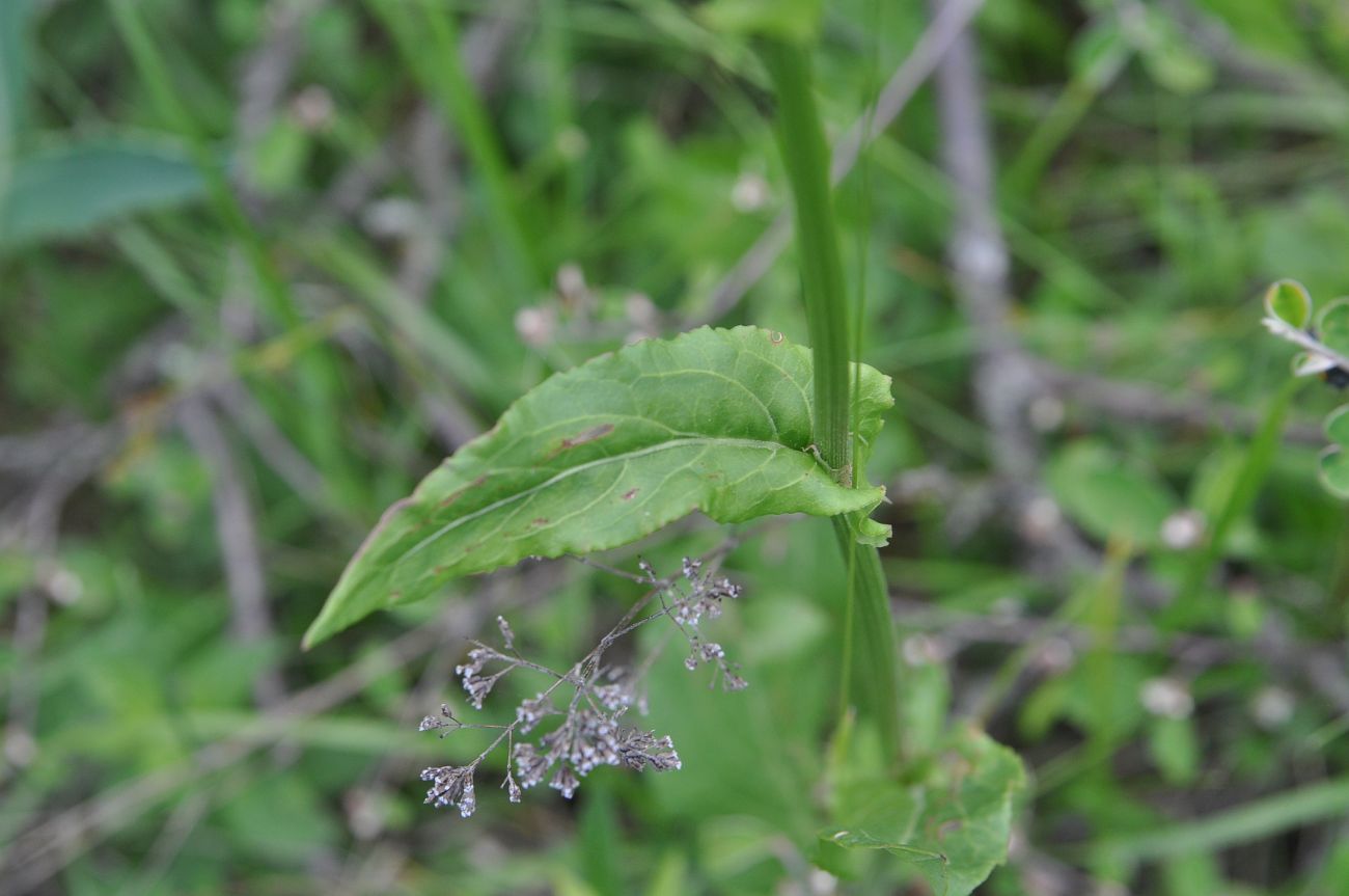 Изображение особи род Rumex.