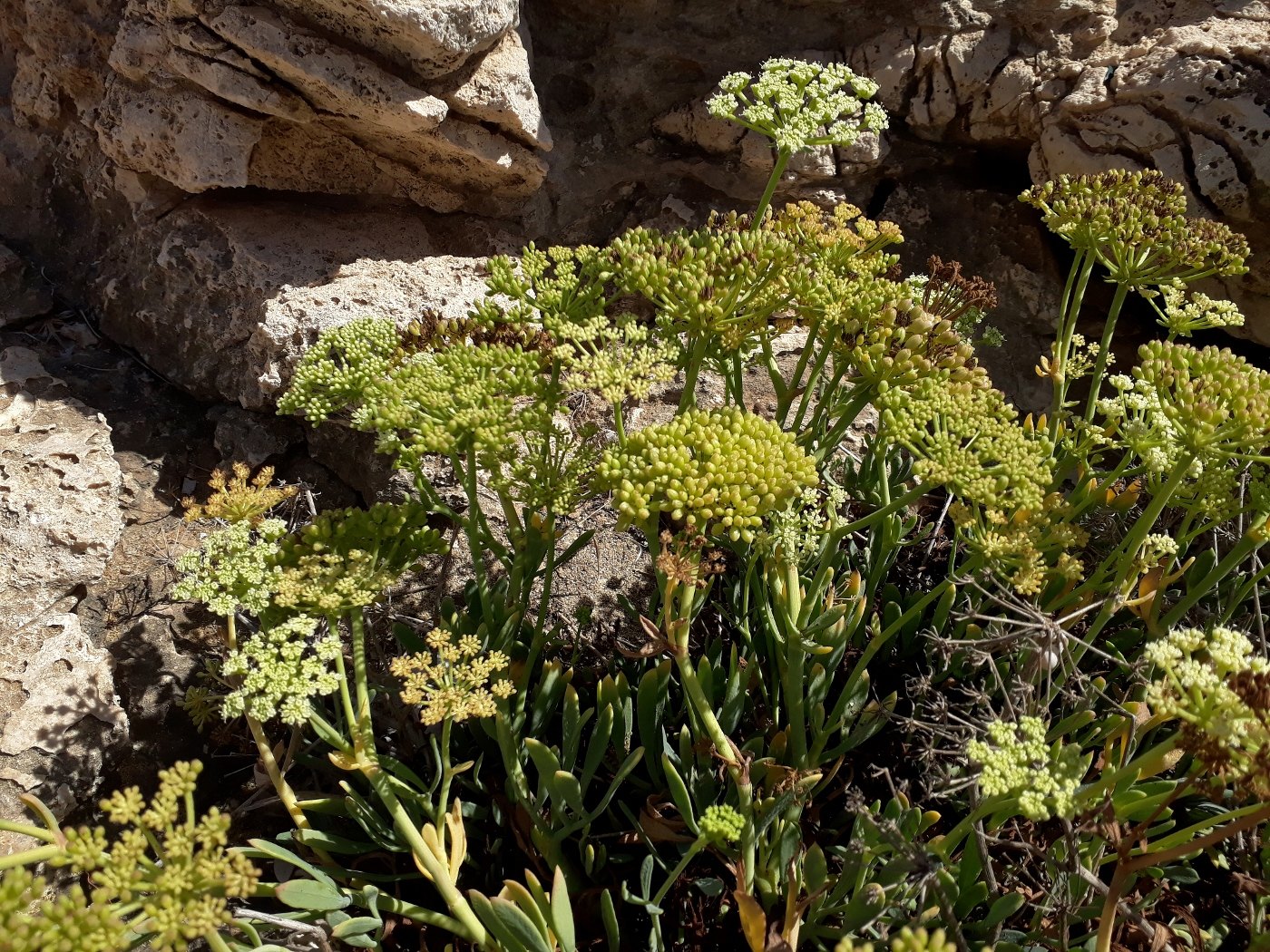 Изображение особи Crithmum maritimum.