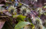 genus Clematis. Плоды и листья. Крым, пос. Партенит, парк \"Айвазовское\", в культуре. 23.09.2018.