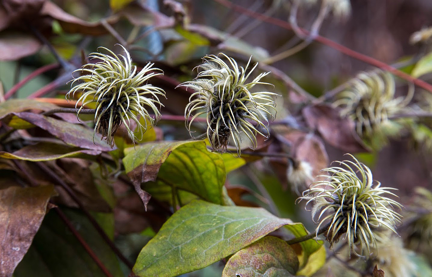 Image of genus Clematis specimen.