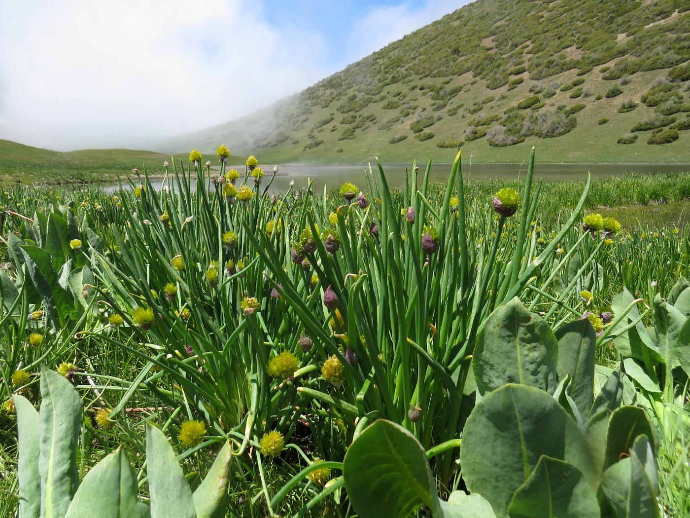 Image of Allium fedtschenkoanum specimen.