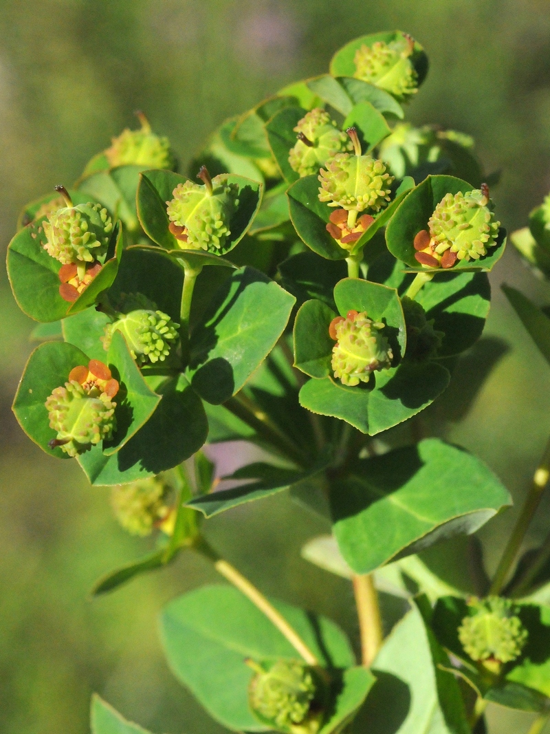 Изображение особи Euphorbia pachyrrhiza.