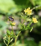 Rorippa palustris. Верхушка цветущего побега с питающимся (?) клопом Eurydema. Казахстан, Восточно-Казахстанская обл., Уланский р-н, с. Украинка, луг. 06.07.2011.