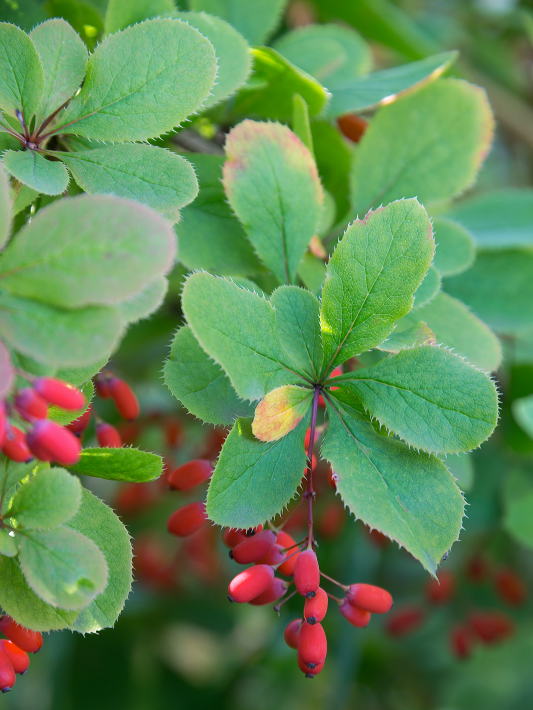 Image of genus Berberis specimen.