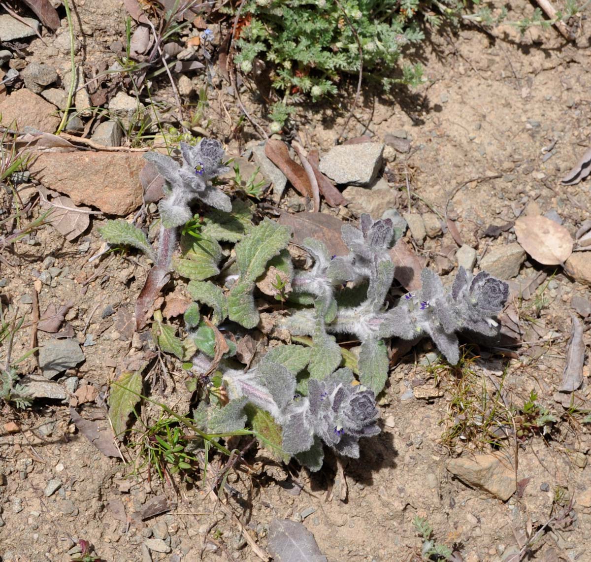 Image of Ajuga orientalis specimen.