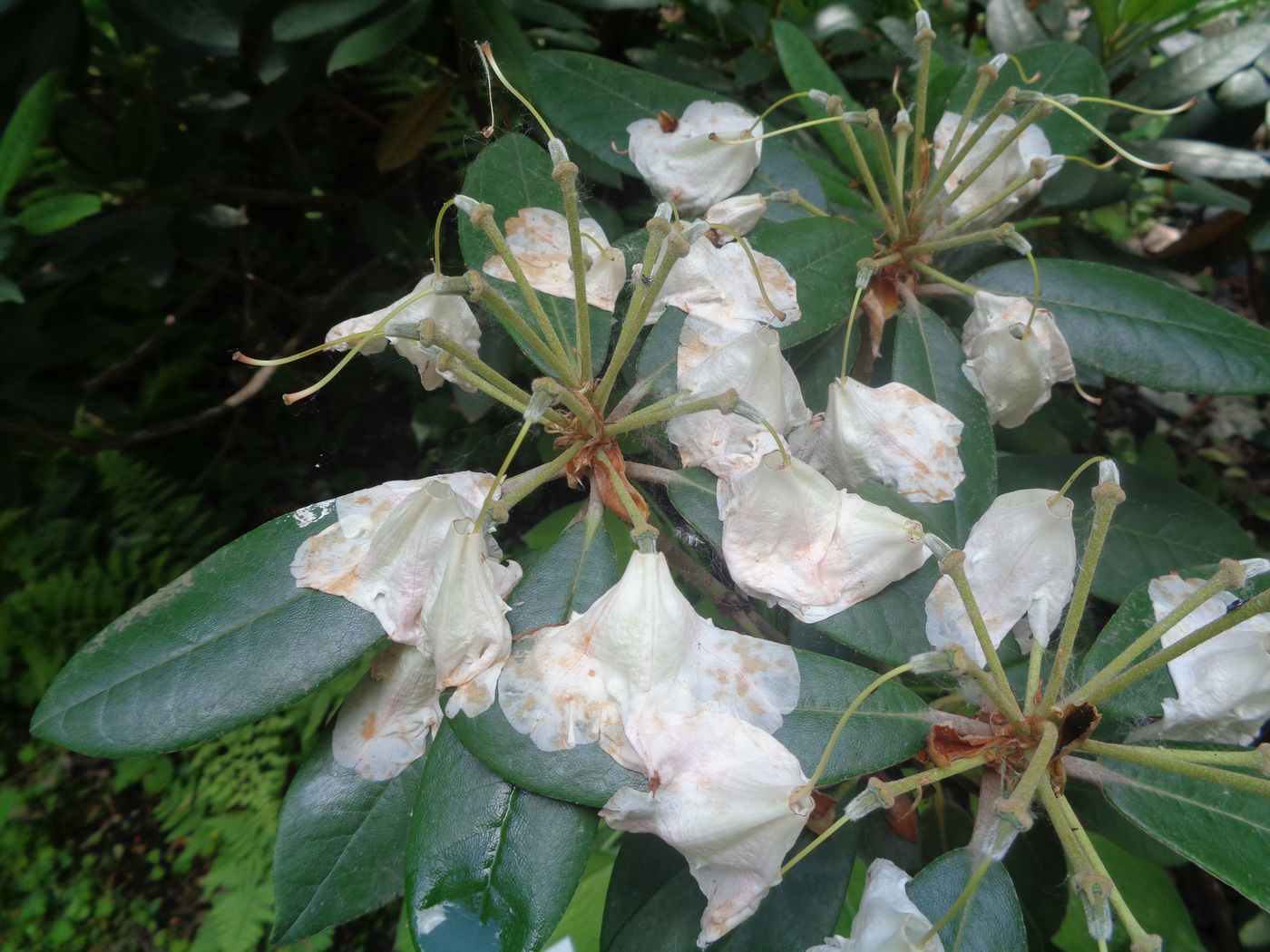 Image of Rhododendron brachycarpum specimen.