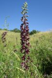 Delphinium puniceum. Соцветие. Украина, г. Луганск, балка Калмыцкий яр, овраг на склоне юго-восточной эксп., лугово-степное сообщество. 17.06.2019.