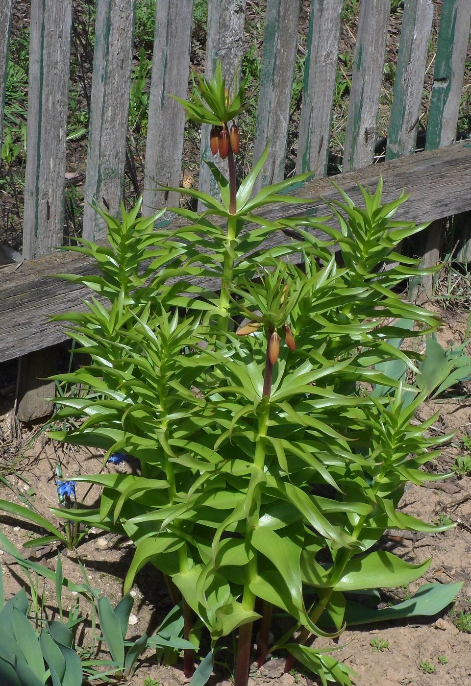 Image of Fritillaria imperialis specimen.