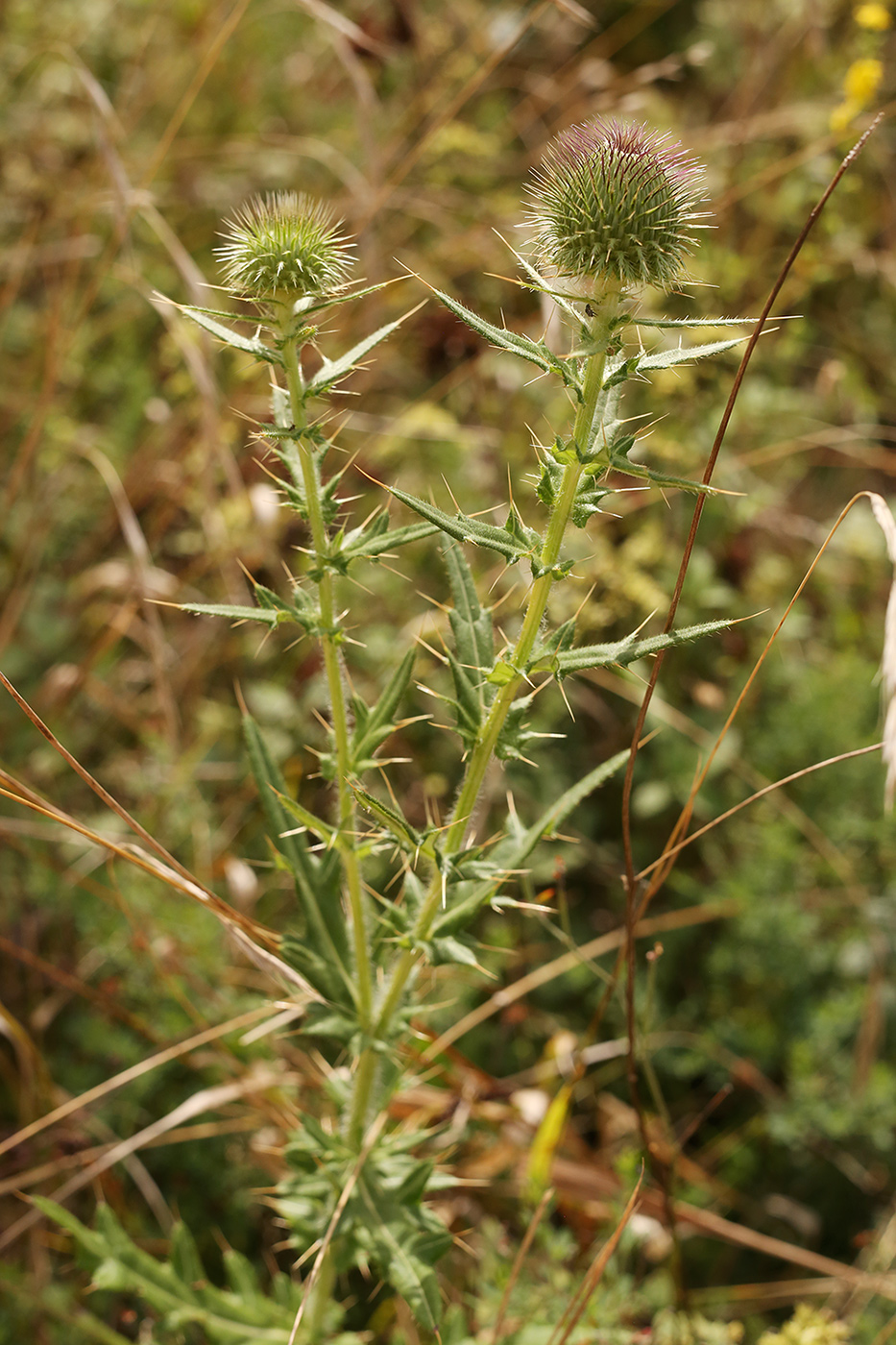 Image of Cirsium serrulatum specimen.