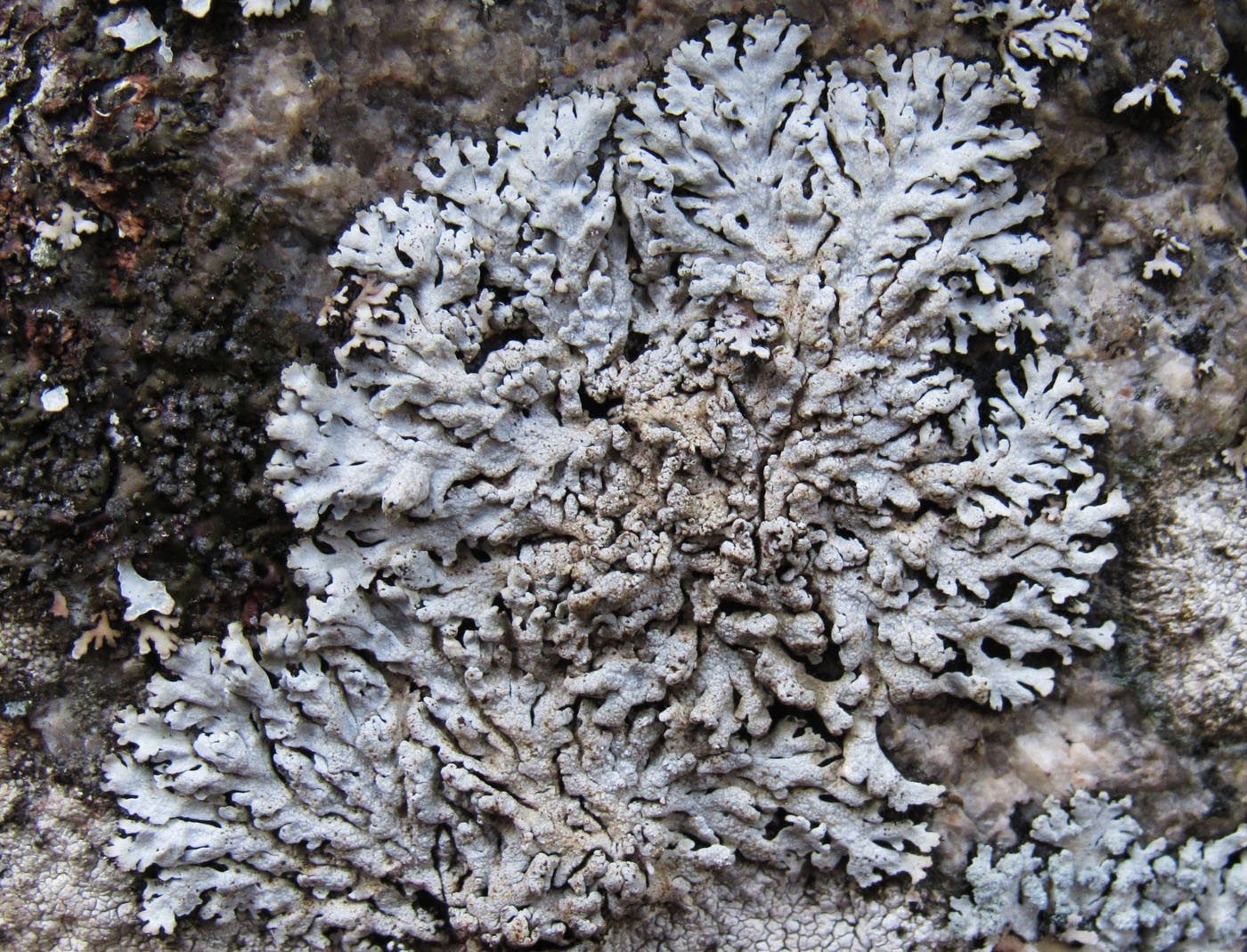 Image of genus Physcia specimen.