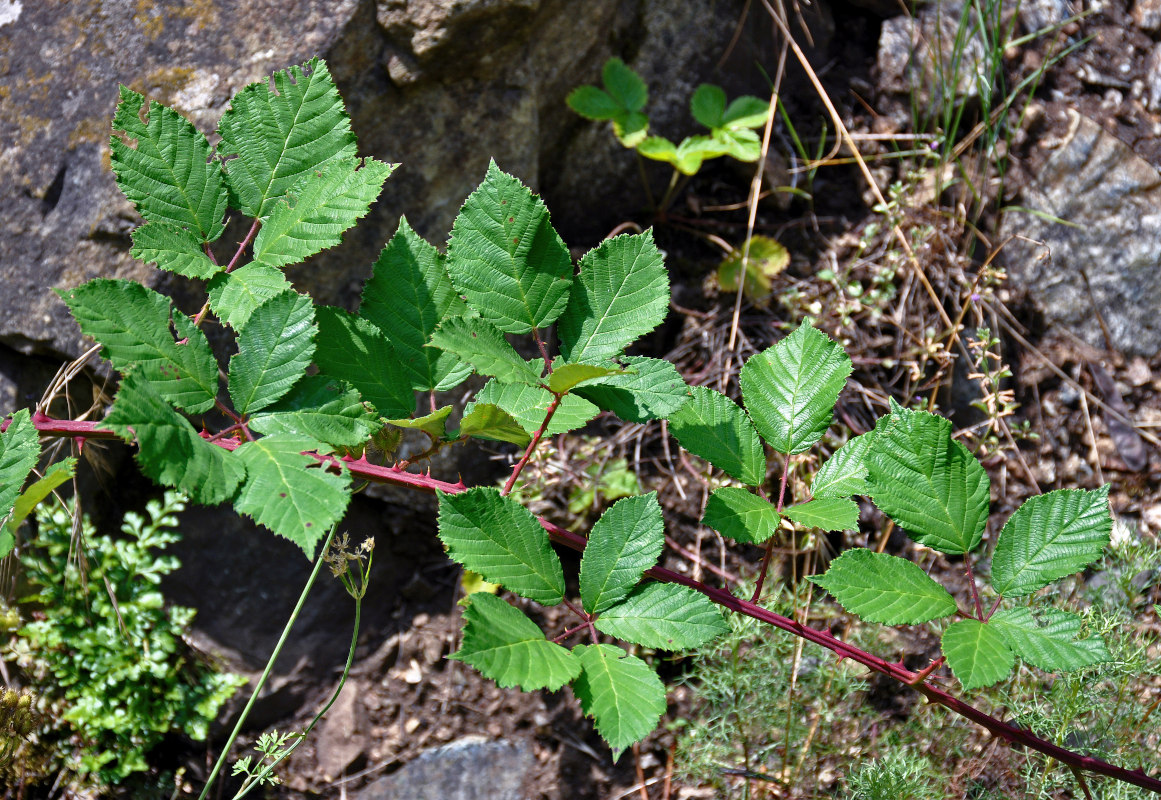 Изображение особи Rubus sanctus.