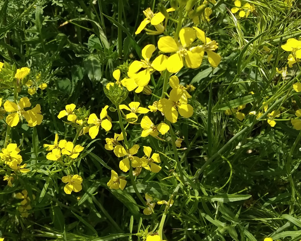 Изображение особи род Sisymbrium.