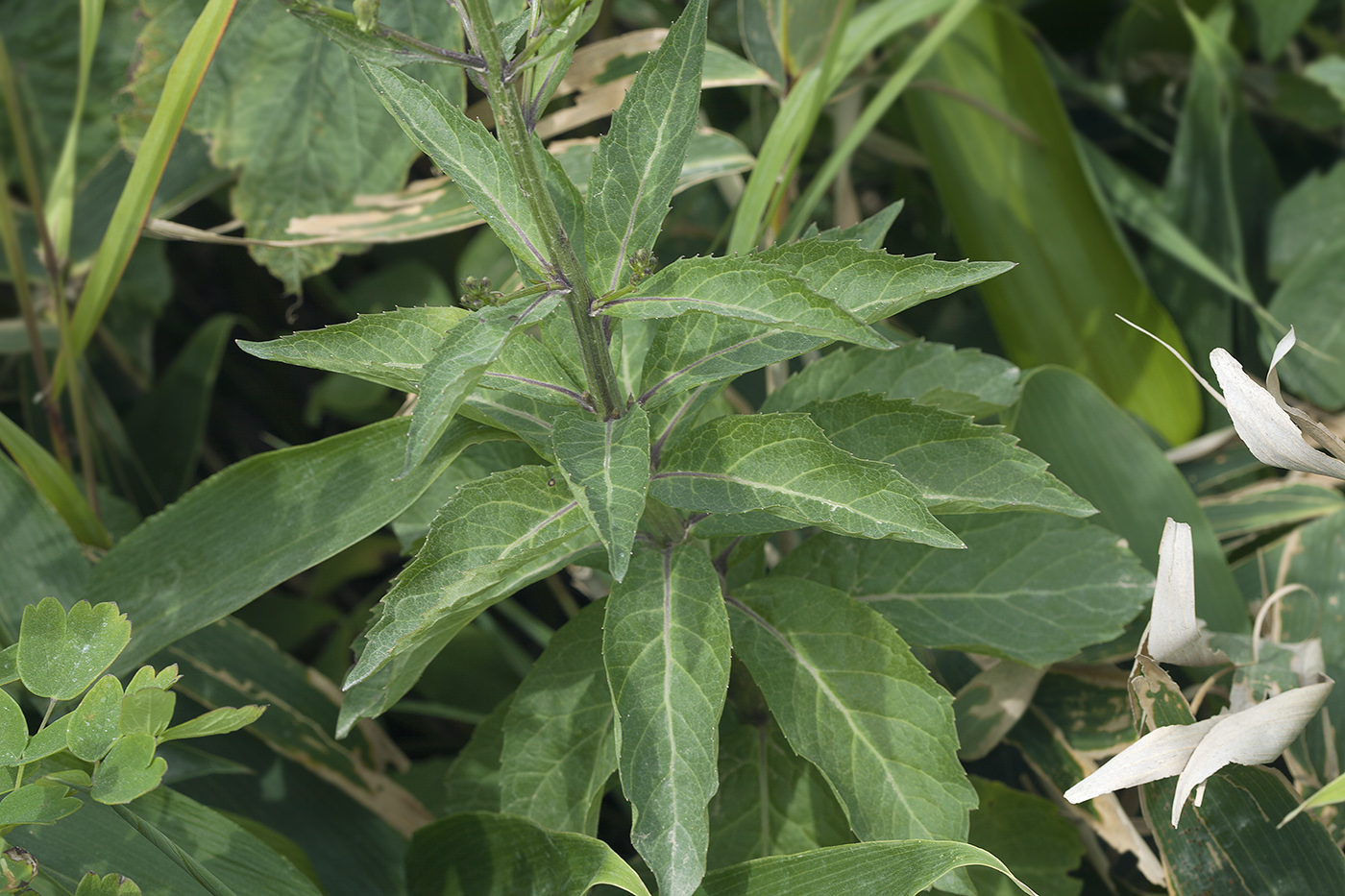 Image of Adenophora triphylla specimen.