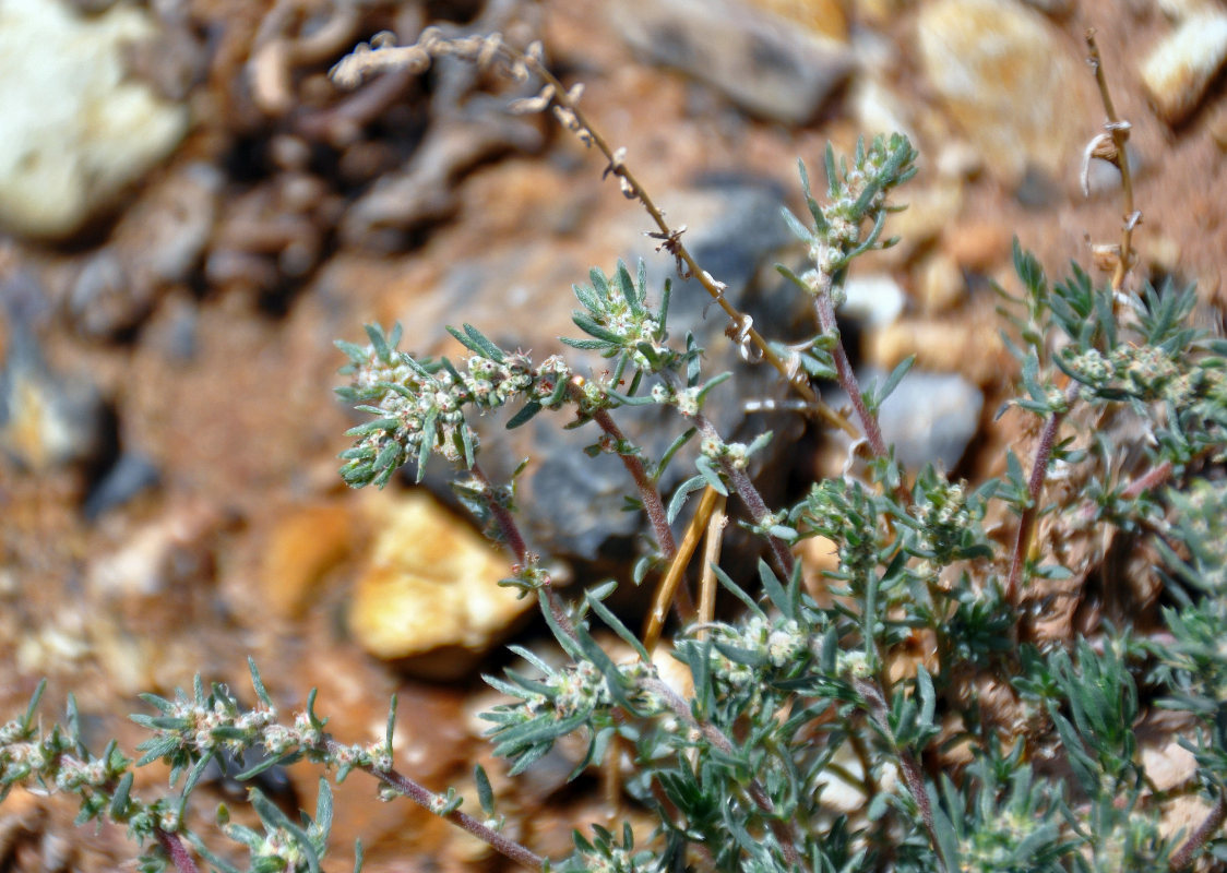 Image of Bassia prostrata specimen.