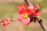 Смотреть изображение род Chaenomeles