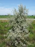 Elaeagnus angustifolia. Цветущее дерево. Кыргызстан, Чуйская обл., западная окр. с. Восток, около дороги. 21.05.2019.